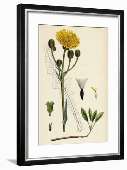 Sonchus Arvensis Corn Sow-Thistle-null-Framed Giclee Print