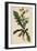 Sonchus Asper Rough Sow-Thistle Form with Pinnatifid Leaves-null-Framed Giclee Print