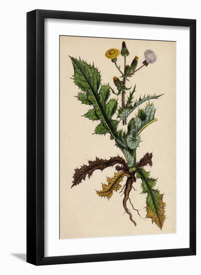 Sonchus Asper Rough Sow-Thistle Form with Pinnatifid Leaves-null-Framed Giclee Print