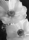 Anemone II-Sondra Wampler-Art Print