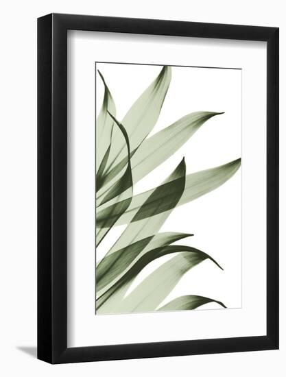 Song of India I295-Albert Koetsier-Framed Photographic Print