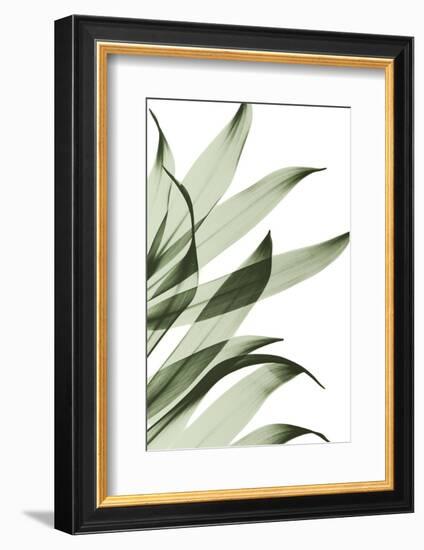 Song of India I295-Albert Koetsier-Framed Photographic Print