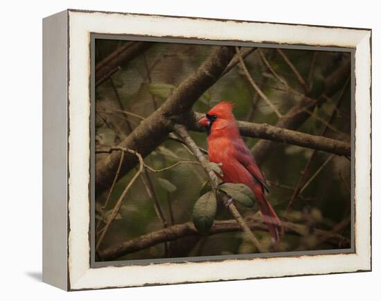 Song of the Red Bird 1-Jai Johnson-Framed Premier Image Canvas