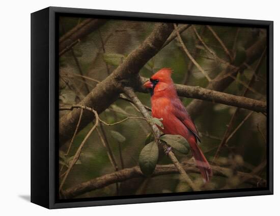 Song of the Red Bird 1-Jai Johnson-Framed Premier Image Canvas