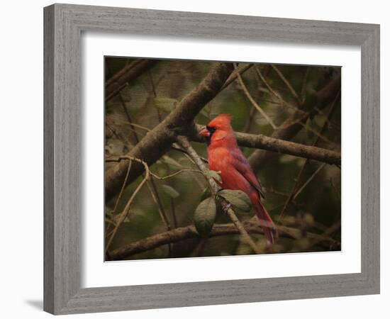 Song of the Red Bird 1-Jai Johnson-Framed Giclee Print