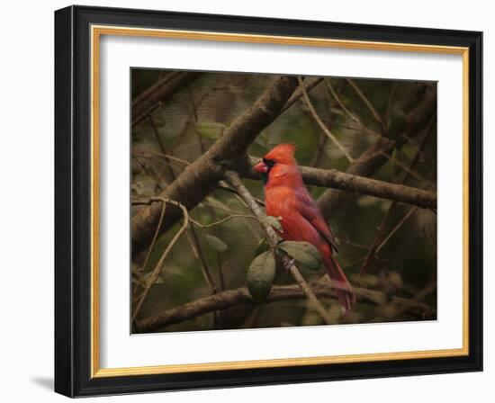 Song of the Red Bird 1-Jai Johnson-Framed Giclee Print