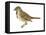 Song Sparrow (Melospiza Melodia), Birds-Encyclopaedia Britannica-Framed Stretched Canvas