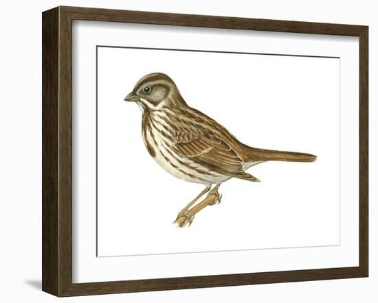 Song Sparrow (Melospiza Melodia), Birds-Encyclopaedia Britannica-Framed Art Print