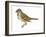 Song Sparrow (Melospiza Melodia), Birds-Encyclopaedia Britannica-Framed Art Print