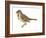 Song Sparrow (Melospiza Melodia), Birds-Encyclopaedia Britannica-Framed Art Print