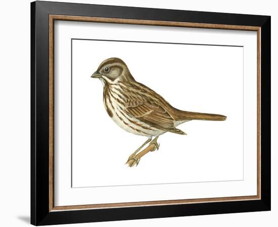 Song Sparrow (Melospiza Melodia), Birds-Encyclopaedia Britannica-Framed Art Print