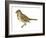 Song Sparrow (Melospiza Melodia), Birds-Encyclopaedia Britannica-Framed Art Print