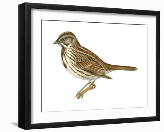 Song Sparrow (Melospiza Melodia), Birds-Encyclopaedia Britannica-Framed Art Print