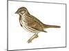 Song Sparrow (Melospiza Melodia), Birds-Encyclopaedia Britannica-Mounted Art Print