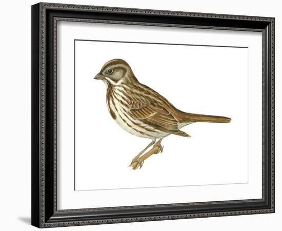Song Sparrow (Melospiza Melodia), Birds-Encyclopaedia Britannica-Framed Art Print