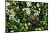 Song Sparrow Nest with Eggs in Blackberry Bush, Il-Richard and Susan Day-Mounted Photographic Print