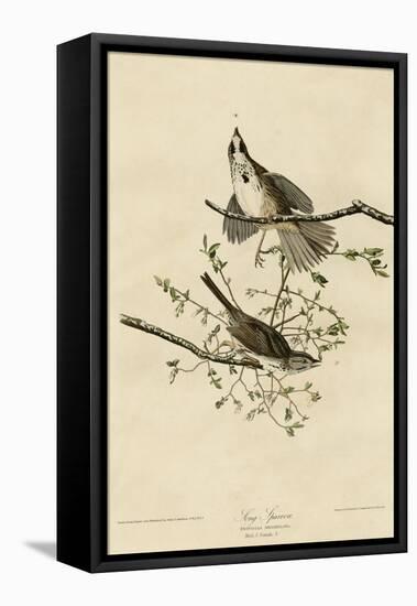 Song Sparrow-null-Framed Premier Image Canvas