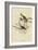 Song Sparrow-null-Framed Giclee Print