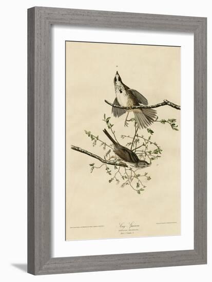 Song Sparrow-null-Framed Giclee Print