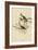 Song Sparrow-null-Framed Giclee Print