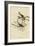 Song Sparrow-null-Framed Giclee Print