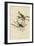 Song Sparrow-null-Framed Giclee Print