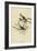 Song Sparrow-null-Framed Giclee Print