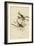 Song Sparrow-null-Framed Giclee Print