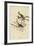 Song Sparrow-null-Framed Giclee Print