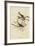 Song Sparrow-null-Framed Giclee Print