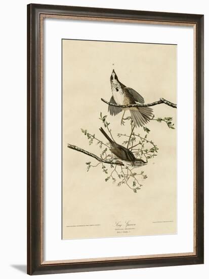 Song Sparrow-null-Framed Giclee Print