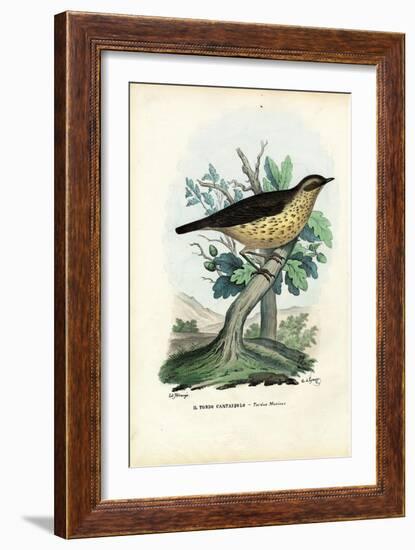 Song Thrush, 1863-79-Raimundo Petraroja-Framed Giclee Print