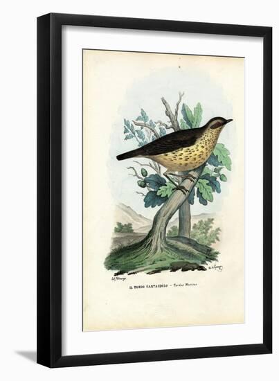 Song Thrush, 1863-79-Raimundo Petraroja-Framed Giclee Print