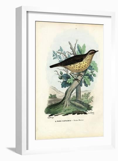 Song Thrush, 1863-79-Raimundo Petraroja-Framed Giclee Print