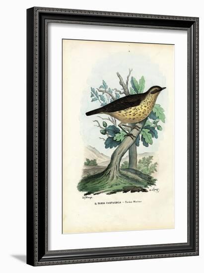 Song Thrush, 1863-79-Raimundo Petraroja-Framed Giclee Print