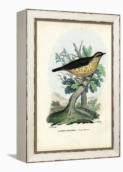 Song Thrush, 1863-79-Raimundo Petraroja-Framed Premier Image Canvas