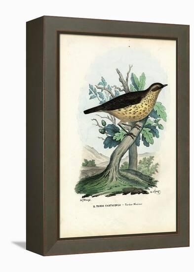 Song Thrush, 1863-79-Raimundo Petraroja-Framed Premier Image Canvas