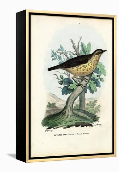 Song Thrush, 1863-79-Raimundo Petraroja-Framed Premier Image Canvas