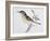 Song Thrush (Turdus Philomelos O Turdus Ericetorum), Turdidae-null-Framed Giclee Print