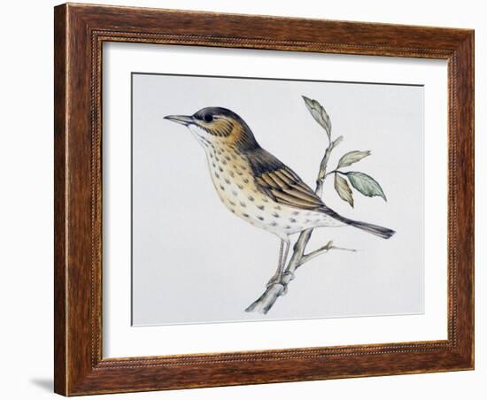 Song Thrush (Turdus Philomelos O Turdus Ericetorum), Turdidae-null-Framed Giclee Print