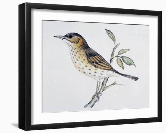 Song Thrush (Turdus Philomelos O Turdus Ericetorum), Turdidae-null-Framed Giclee Print