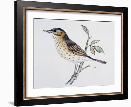 Song Thrush (Turdus Philomelos O Turdus Ericetorum), Turdidae-null-Framed Giclee Print