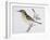 Song Thrush (Turdus Philomelos O Turdus Ericetorum), Turdidae-null-Framed Giclee Print