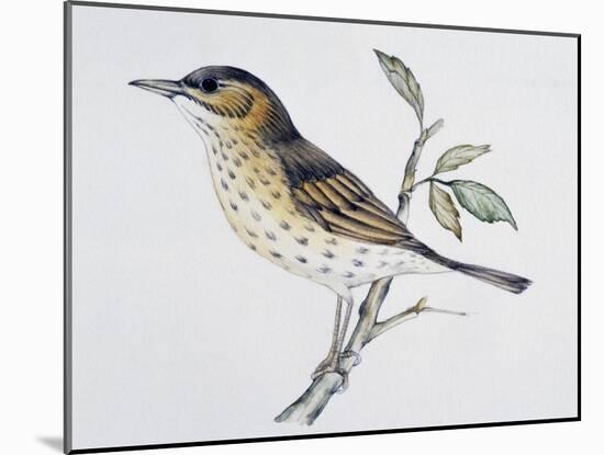 Song Thrush (Turdus Philomelos O Turdus Ericetorum), Turdidae-null-Mounted Giclee Print