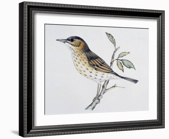 Song Thrush (Turdus Philomelos O Turdus Ericetorum), Turdidae-null-Framed Giclee Print