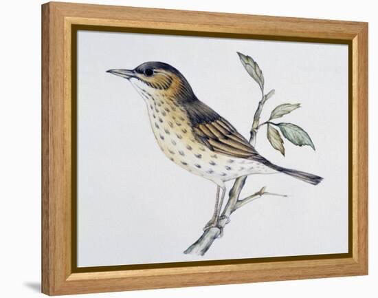 Song Thrush (Turdus Philomelos O Turdus Ericetorum), Turdidae-null-Framed Premier Image Canvas