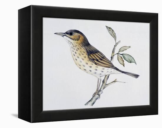 Song Thrush (Turdus Philomelos O Turdus Ericetorum), Turdidae-null-Framed Premier Image Canvas