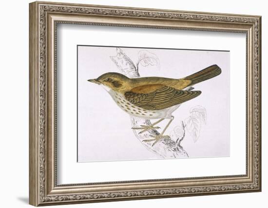 Song Thrush-Reverend Francis O. Morris-Framed Photographic Print