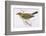 Song Thrush-Reverend Francis O. Morris-Framed Photographic Print