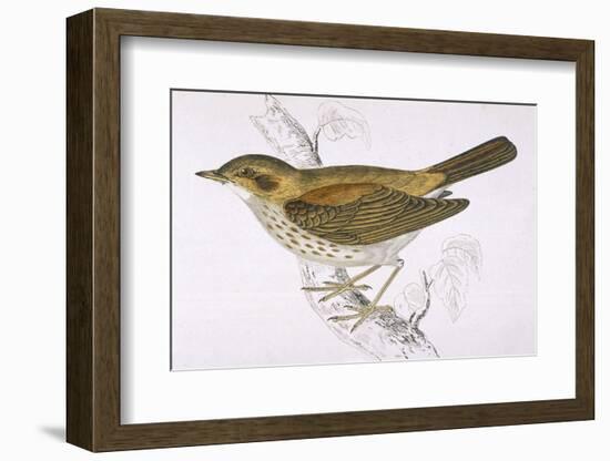 Song Thrush-Reverend Francis O. Morris-Framed Photographic Print